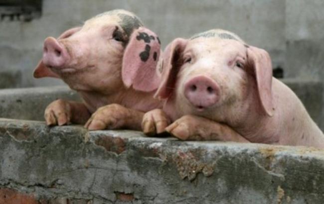 В Полтавской области зафиксирована вспышка африканской чумы свиней