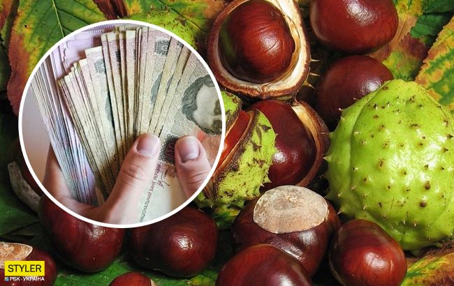 Сбор каштанов и орехов: сколько денег платят в пунктах приема
