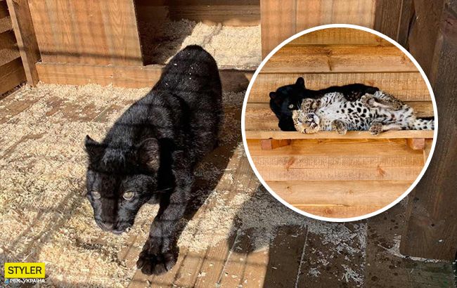 Влюбленные леопарды: на Арабатской стрелке поселились дикие кошки (фото)