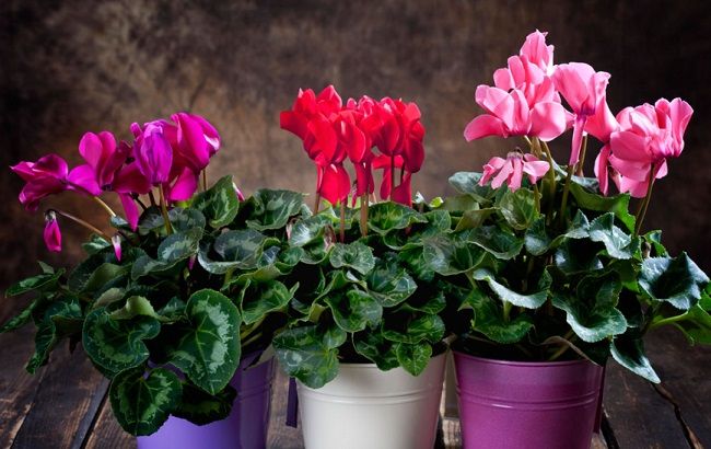 Энергетические вампиры: эти комнатные растения нельзя держать дома