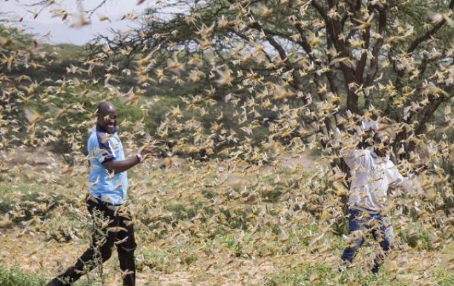 В Сомали объявили чрезвычайное положение из-за нашествия саранчи