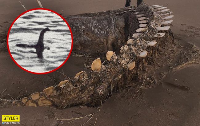 Легендарный Несси? В Шотландии наткнулись на скелет неизвестного существа (фото)