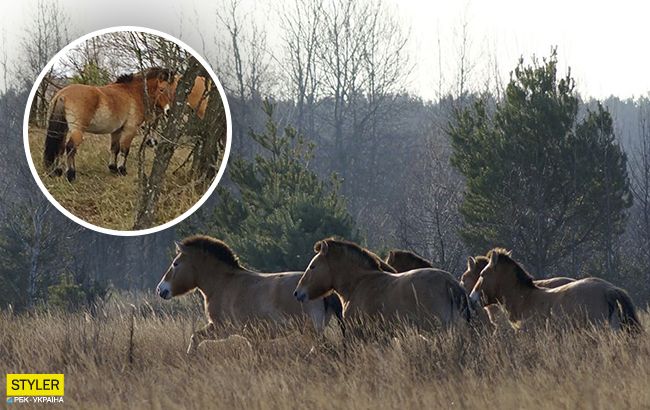 Появились новые фото исчезнувших животных из Чернобыльской зоны