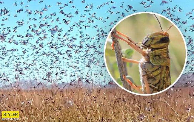 Африка готовится к нашествию саранчи: будет в 20 раз хуже (видео)