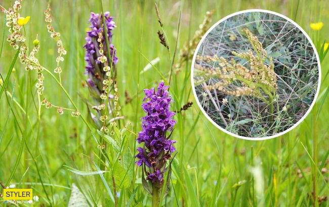 Під Києвом знайшли "червонокнижні" рослини: зустрічаються дуже рідко