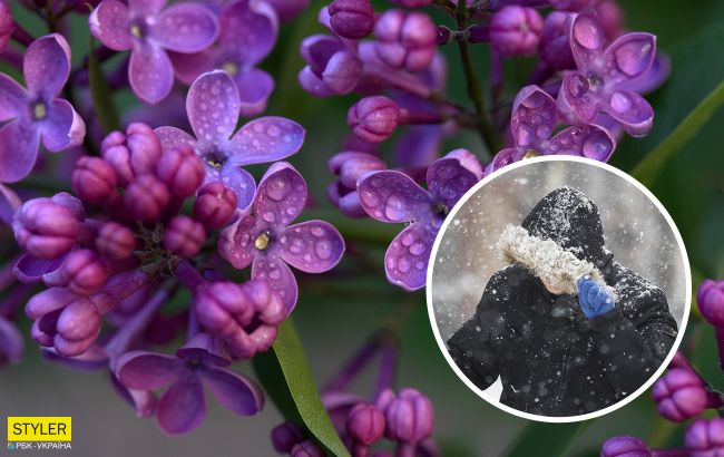 Настоящее новогоднее чудо: в Николаеве распустились майские цветы