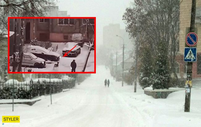 На улицах Ровно заметили редкого лесного жителя (видео)