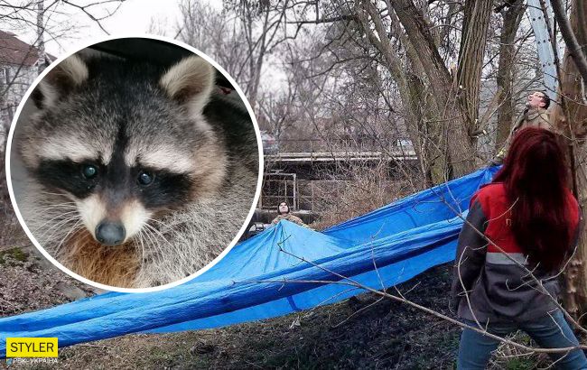 Под Киевом спасли енота Кирюшу, который взобрался на 12-метровое дерево: как это было (фото)