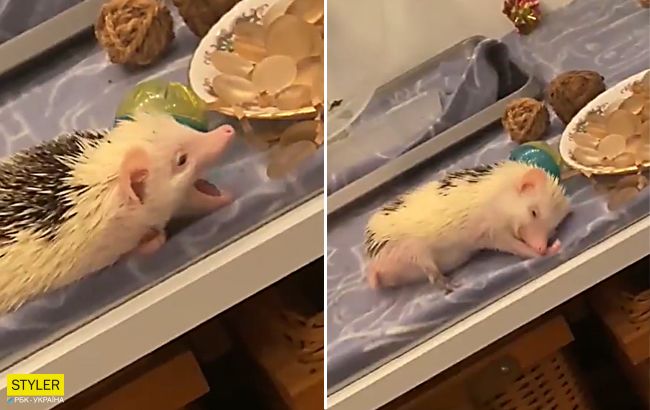 Відео з голодним і дуже ледачим їжачком "розриває" мережу. На цього милаху можна дивитися вічно!