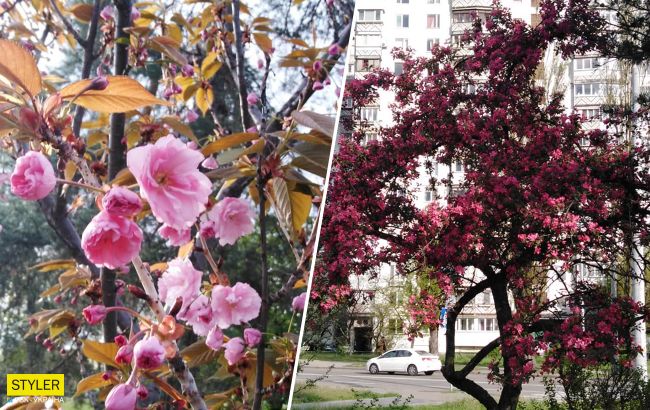 В Киеве зацвела самая длинная аллея сакур Украины: появились красочные фото