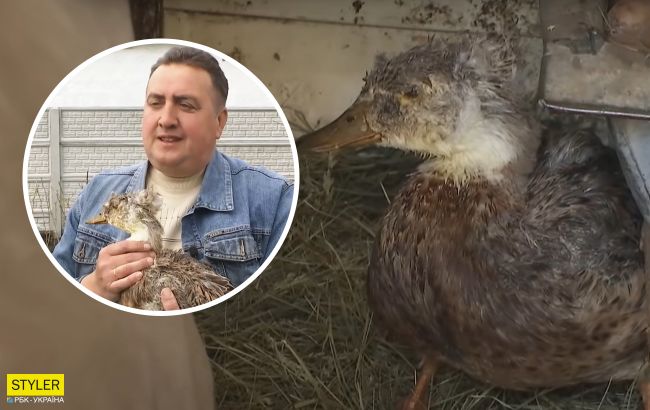 Под Киевом живет самая старая утка Украины: назван секрет ее долголетия