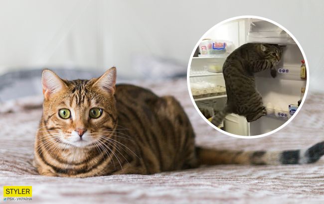 Хитрый кот из Закарпатья покорил весь мир благодаря вот этому видео