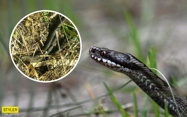 Под Запорожьем из-за укуса змеи у ребенка развилась гангрена: врачи опоздали с сывороткой