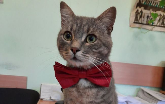 В Черновцах коммунальщики взяли на работу кота: трогательная история пушистика