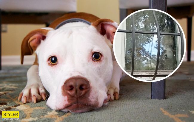 В доме погибшего в Черкассах мальчика голодают собаки: едят друг друга (видео)