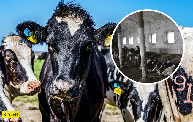 Львовский университет удерживает животных в ужасных условиях: без воды и в экскрементах (фото)