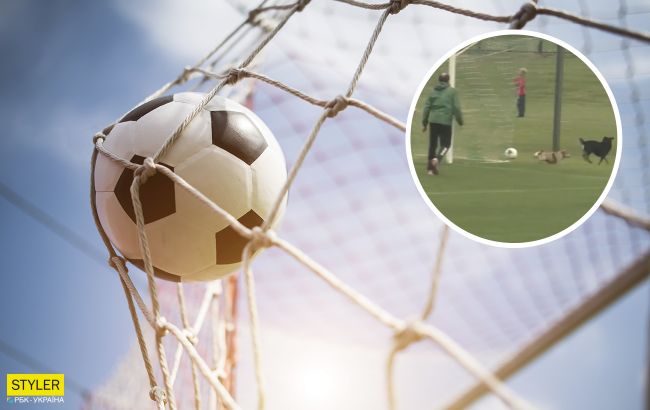 Футбольный матч между Украиной и Италией пытались сорвать собаки и лошадь (видео)