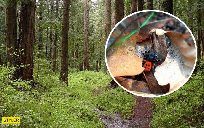 В лесу Киева нашли ядовитого паука: его укус вызывает онемение от 3 дней