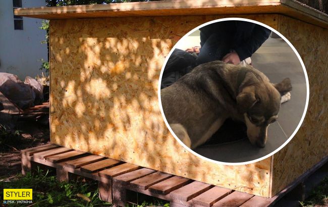 В Ровно мальчик отказался вернуться домой без найденной собаки: отдал животному кофту (фото)