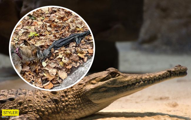 На одной из улиц Киева заметили экзотическое животное: лежало в листьях