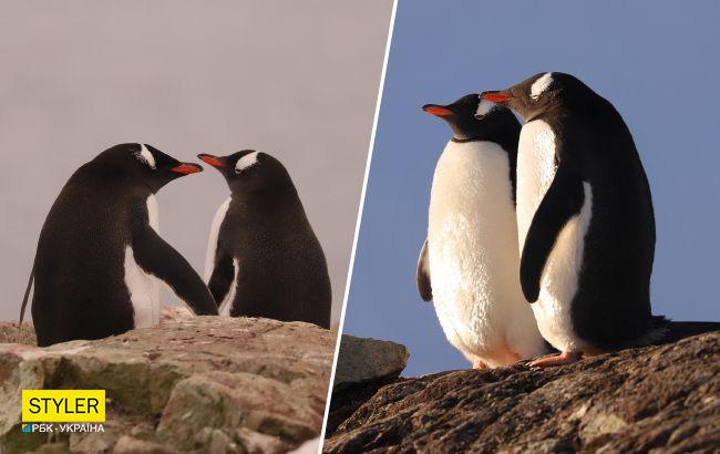 Українські полярники розчулили мережу знімками закоханих пінгвінів
