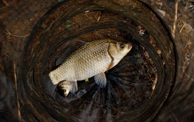 Сделайте прикормку на карася своими руками: два способа для полного садка рыбы