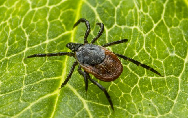 По всей стране обрабатывают парки от клещей: насколько это вредно для людей и животных?