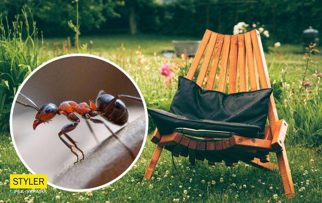 Эти растения естественным образом отпугивают муравьев: их нужно иметь в саду