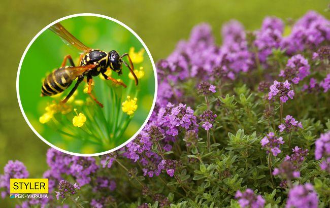 Ці прості рослини допоможуть швидко відігнати ос від будинку