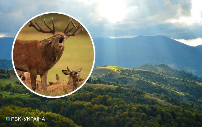 В нацпарку "Синевир" заборонять в'їзд і почнуть перевіряти відвідувачів: в чому причина