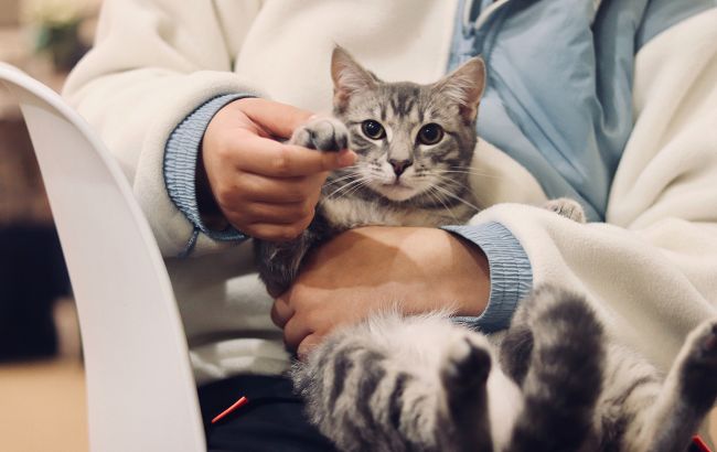 Може призвести до смерті: як виявити сказ у домашнього улюбленця