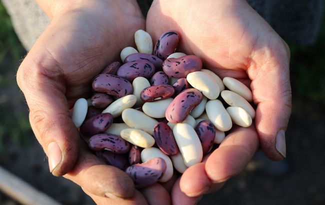 Червона чи біла? Стало відомо, яка квасоля корисніша