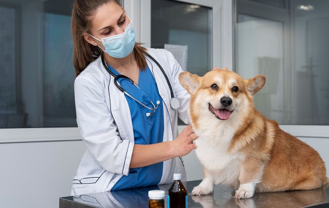 Кияни можуть безкоштовно стерилізувати домашніх тварин: як це зробити