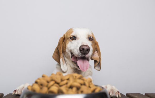Як допомогти своєму улюбленцю у випадку харчової алергії: поради ветеринара