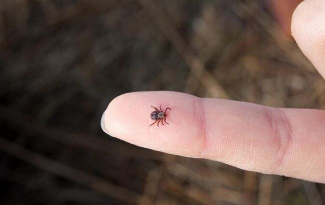 Лікар розказала, як правильно перевірити себе на наявність кліщів після прогулянки на природі