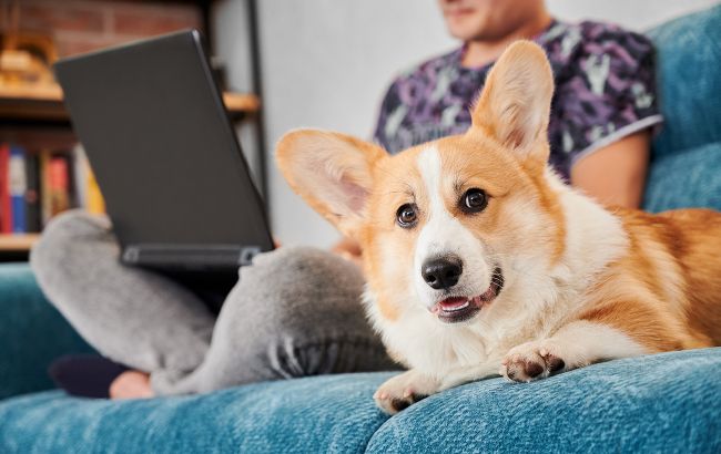 Як зрозуміти, що ваш собака страждає від болю: важливі сигнали