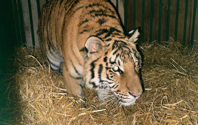 Жил во дворе: в Киевской области жители частного дома завели тигра (фото)