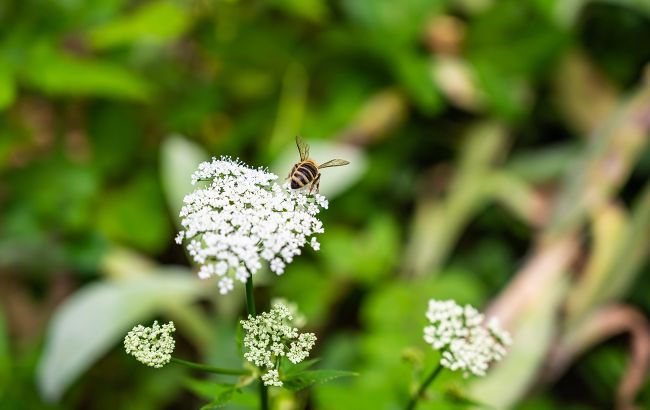Не виривайте їх! Ці бур'яни вказують на родючість ґрунту