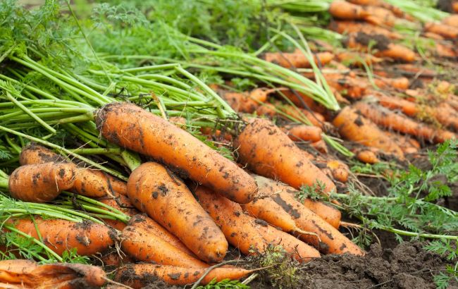 Зійде на 5-й день! Як посадити моркву, щоб отримати рекордний урожай