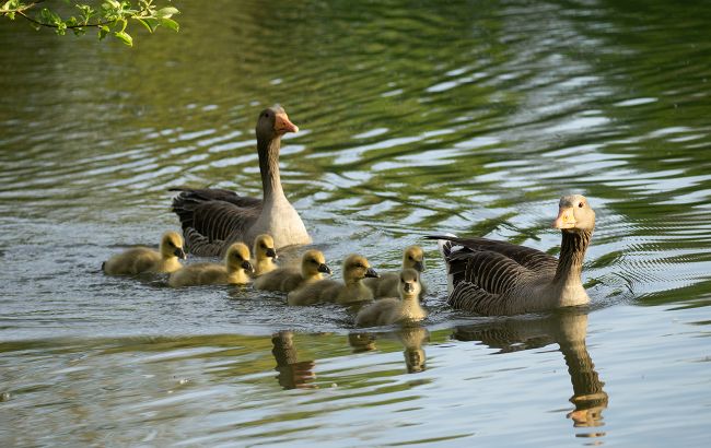 У Києві поліція та перехожі перекрили дорогу, щоб врятувати качиний виводок: зворушливе відео