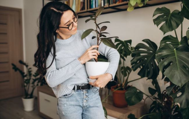 Названо кімнатні рослини, які очищають та охолоджують повітря