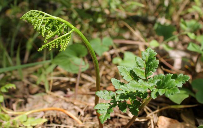 На Трухановому острові знайшли найрідкіснішу рослину Києва, якій мільйони років (фото)