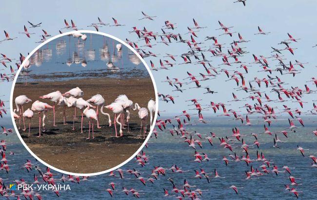 Рожеві гості. На Одещину прилетіли понад тисячу фламінго: фото