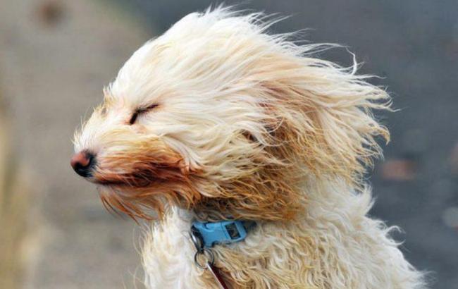 Синоптики предупреждают о сильном ветре в Киеве 20 и 21 мая