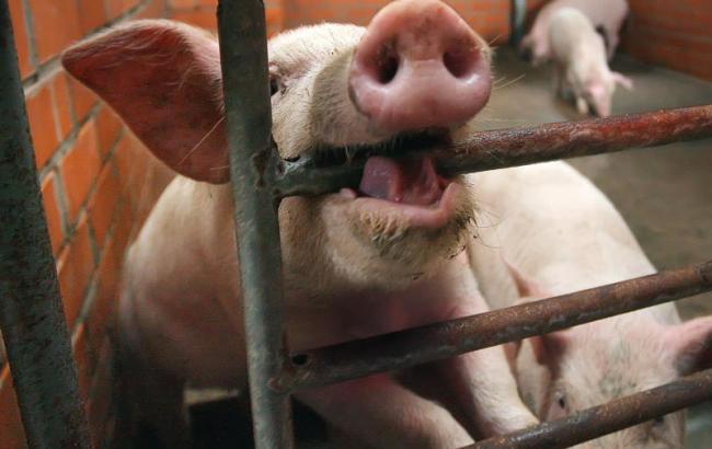 В Одесской и Черниговской областях зафиксированы вспышки АЧС