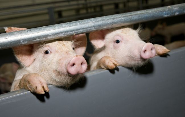 В двух областях Украины зафиксированы вспышки АЧС