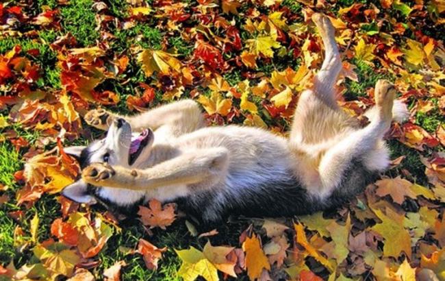 Погода на сегодня: В Украине без осадков, температура до +29