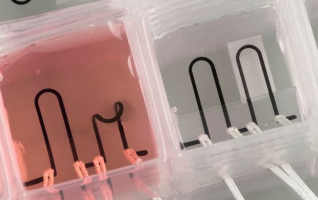 Створено перше в світі серце на чіпі