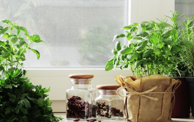 Топ-5 полезных культур, которые можно вырастить на подоконнике
