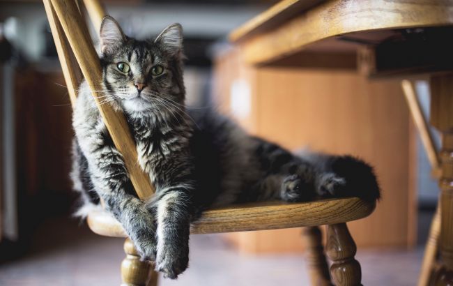 Ученые назвали простой трюк, который поможет подружиться даже с очень привередливым котом